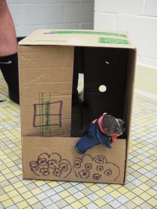 Sammy the Squirrel can be found hanging out in his box house during home games.