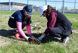 Zeta Tau Alpha members Kerry Bolduc and Brittany Mchalzky work together to relocate prairie plants to behind the tennis court.