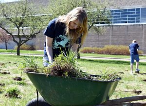 Sophomore Margot Elliott sorts through the wheelbarrow full of prairie plants the volunteers dug up from the sidewalk by Kolf and the Student Rec Center.