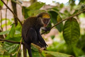 Taylor photographs a wild monkey during his travels while studying over seas.