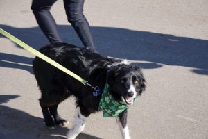 Four legged friends joined in on the St. Pattys Day fun!