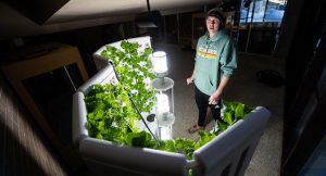 Lettuce is grown hydroponically on the UW Oshkosh campus.