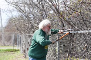 volunteer trims branches back from fence