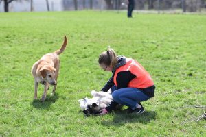 volunteer gives a good boy a belly rub while another pup looks jealous