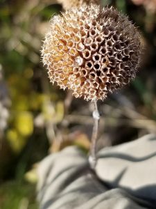 The wild bergamot, one of the flowers found in prairie landscapes, is shown in its fall form.