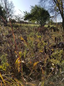 The Gottfried Prairie and Arboretum contains 42 acres of plants and wildlife that were once prevalent in the Fond du Lac area.