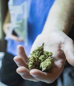 An anonymous UWO student displays a handful of the marijuana ‘nugs’ they sell and smoke.