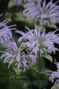 The wild bergamot is shown in its summer bloom.