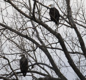 Elaine Krizenesky / Wild Ones — Bald eagles perch in a tree on the Wild Center property near Lake Butte des Morts.