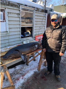 Greg Schwarz’s sturgeon was 67.1” long and weighed 85.5 pounds.