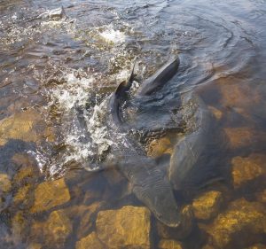 Sturgeon usually spawn in Winnebago System in mid- to late-April, depending on water temperature.