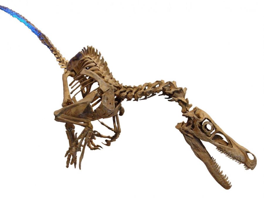 UWO+research+examines+ancient+Velociraptors