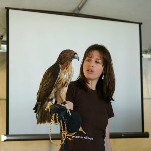 Courtesy of Oshkosh Bird Fest
Attendees will have the opportunity to see birds such as owls, hawks and falcons up close in the event’s Live Birds of Prey Walk.