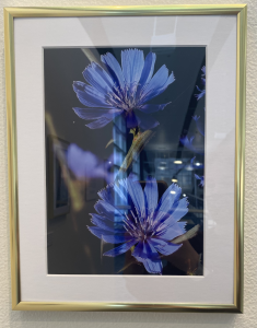 Photo of Chicory in the Reeve Union exhibit