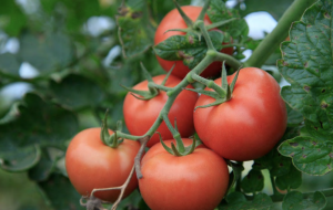 Courtesy of PXHere
Tomatoes are one of the various vegetables found in the community garden on the UW Oshkosh campus. Additional garden beds will support even more produce.