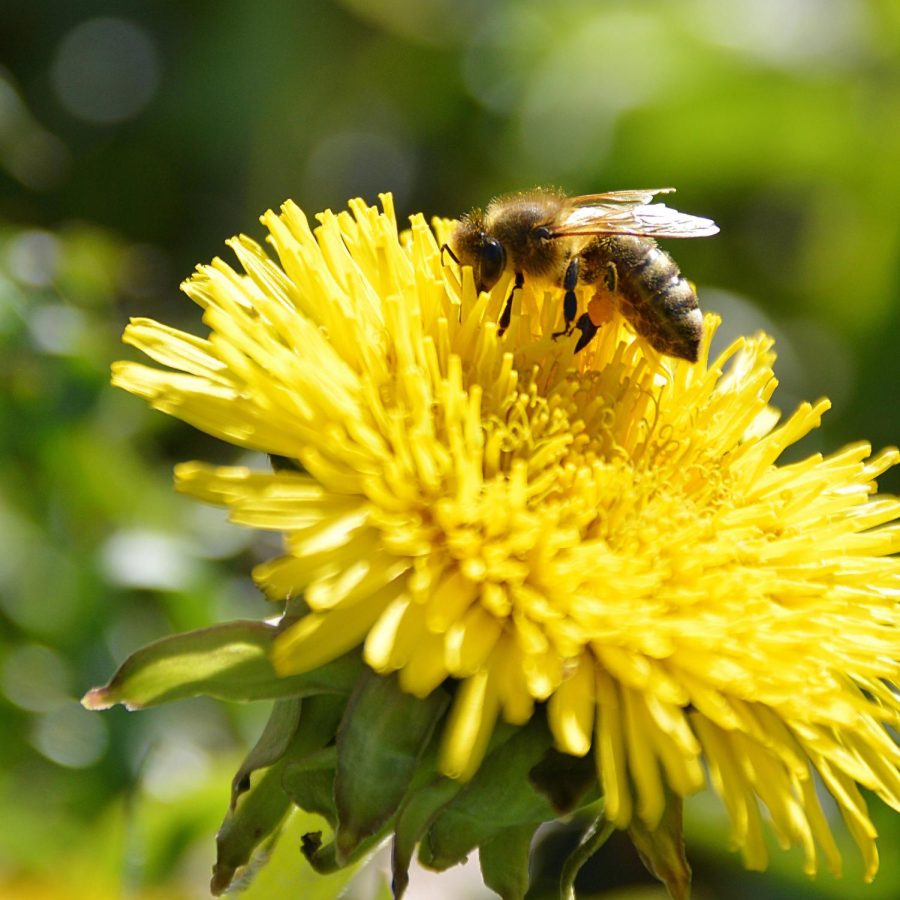 Courtesy of Wikimedia Commons
No Mow May encourages people to avoid mowing their lawn for the month of May. By not mowing,
there is a hope for pollinator populations, such as bees, to increase.