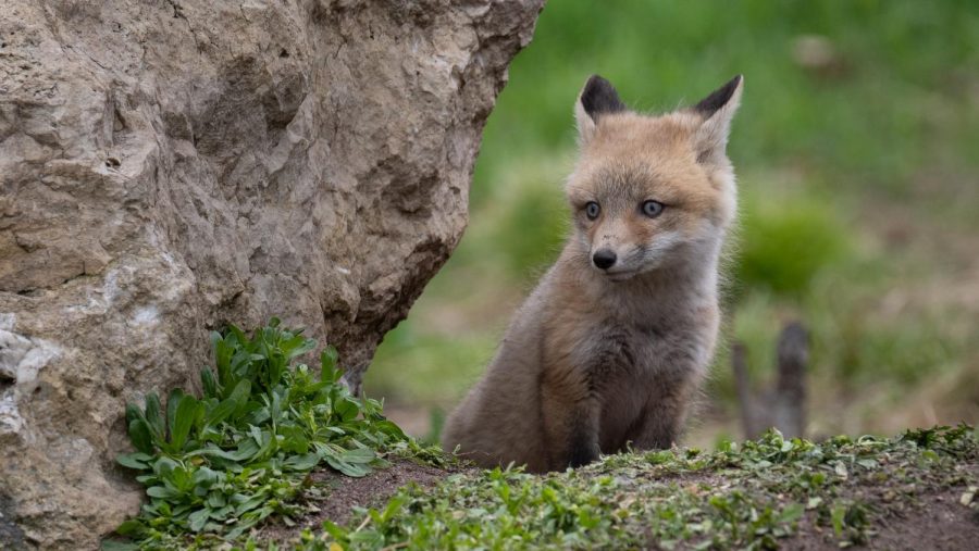 Courtesy of UWO Flickr
Six or seven foxes make a new home between Reeve Union and Horizon Village in an area that is now gated off. What does the fox say?
Students shouldn’t get close enough to find out. There are signs surrounding the area telling people to keep their distance.