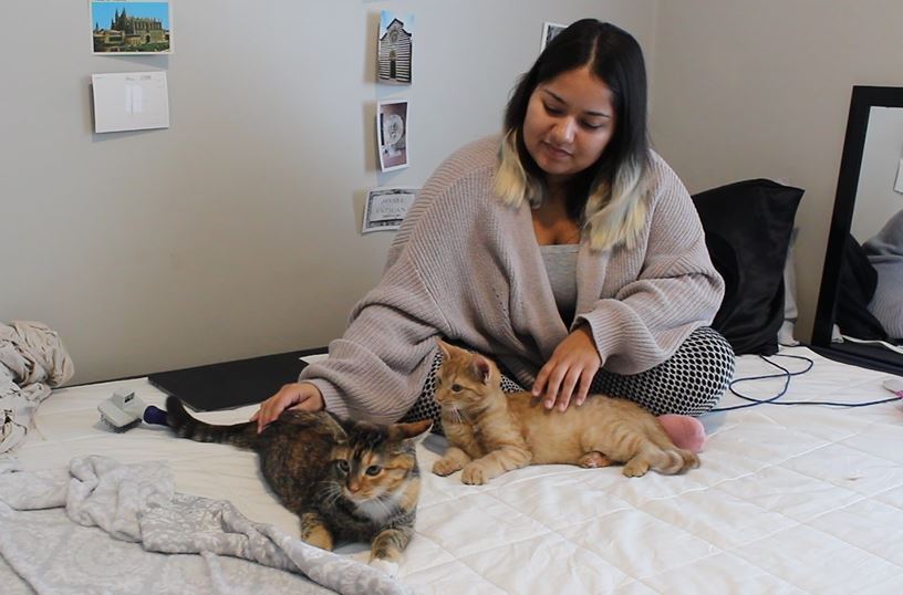 Katie Pulvermacher / The Advance-Titan-- UWO third-year Margaret Villagomez fosters three kittens from the Oshkosh Area Humane Society. Jane, Abby and Natalia keep her very busy.