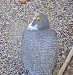 Webcam screenshot — One of the four eggs  laid by a peregrine falcon that is nesting on top of Gruenhagen Hall is visible on the boxs webcam.