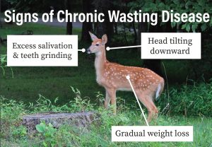 Katie Pulvermacher / Advance-Titan - Hunters in Wisconsin need to watch out for Chronic Wasting Disease, which has recently been identified in Winnebago County. A
healthy deer is shown in the photo, but if a deer were to have the disease, the symptoms listed above would be present. 