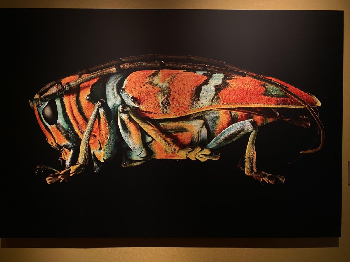 A jewel longhorn beetle portrait by Levon Biss hangs in the Paine Art and Garden Center. A single image in this exhibit is comprised of 8,000 photos to create a highly-detailed portrait. 