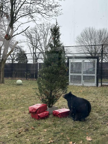 Menominee Park Zoo welcomes black bear, three foxes