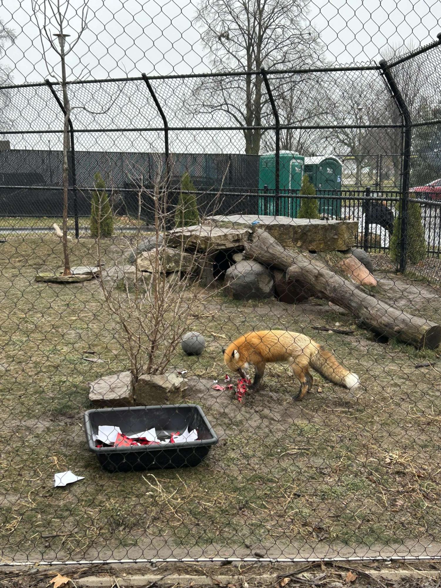 Menominee Park Zoo welcomes black bear, three foxes