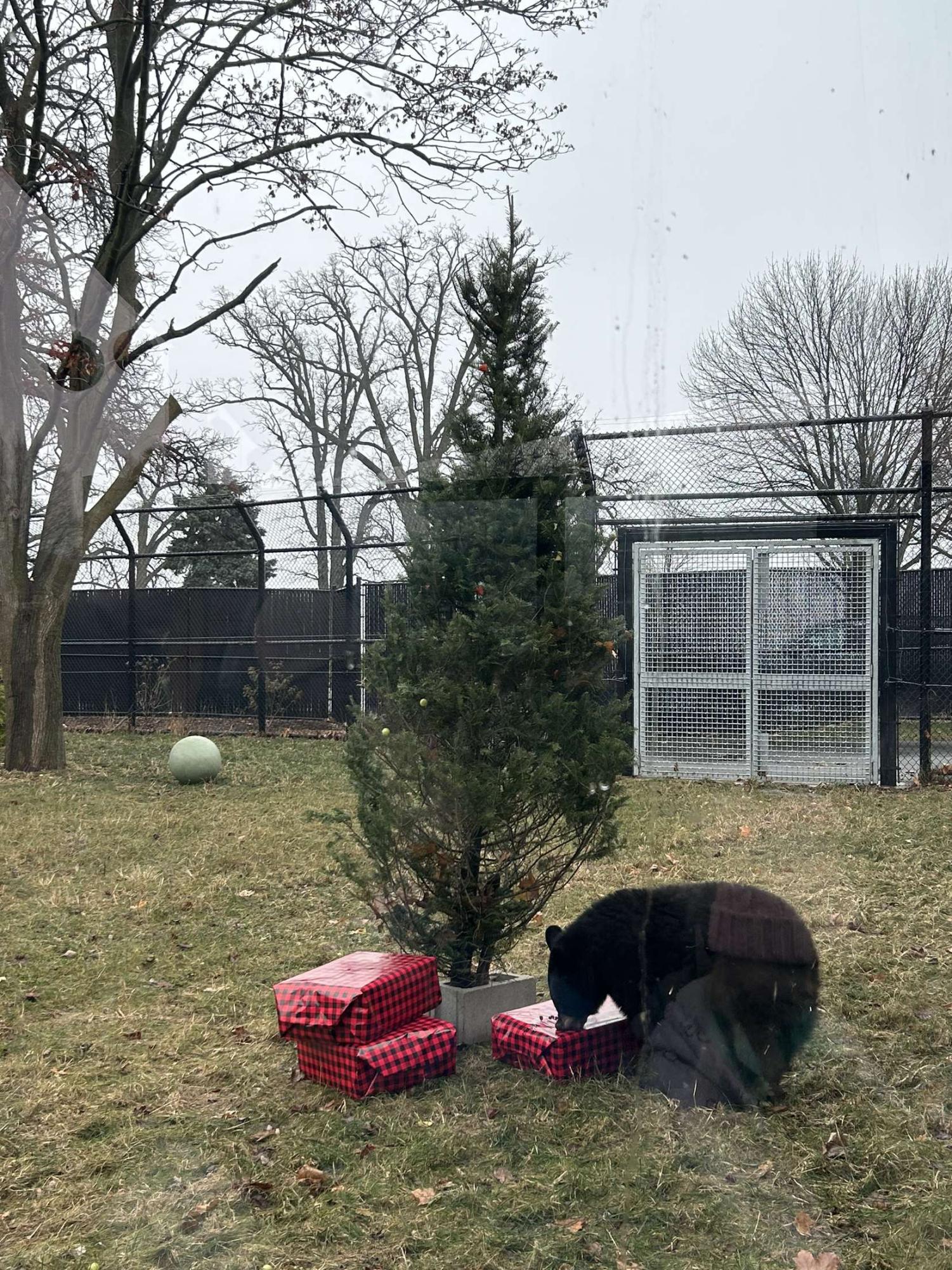 Menominee Park Zoo welcomes black bear, three foxes