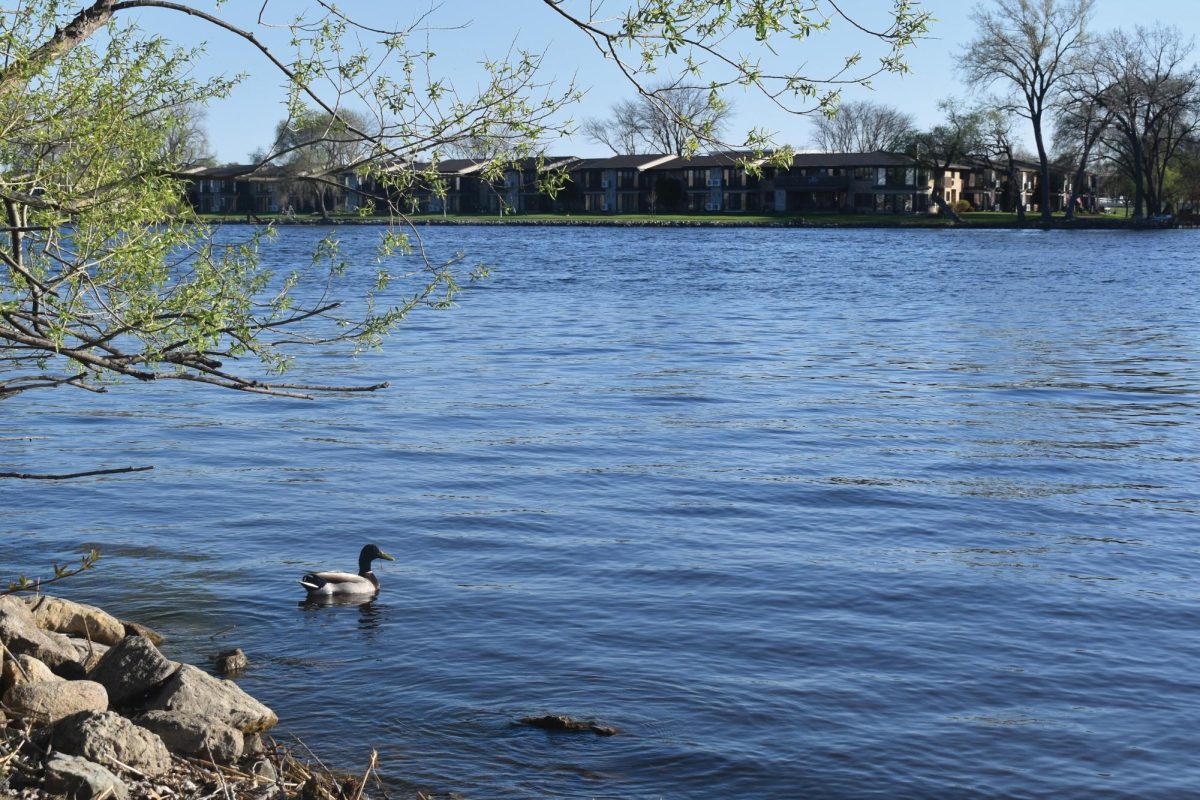 Josh Lehner / Advance-Titan -- A duck swims in the Fox River, which runs alongside the UWO campus. Two years ago, the Wisconsin Department of Natural Resources announced the completion of a nearly 20-year-long project to remove harmful chemicals from the river.